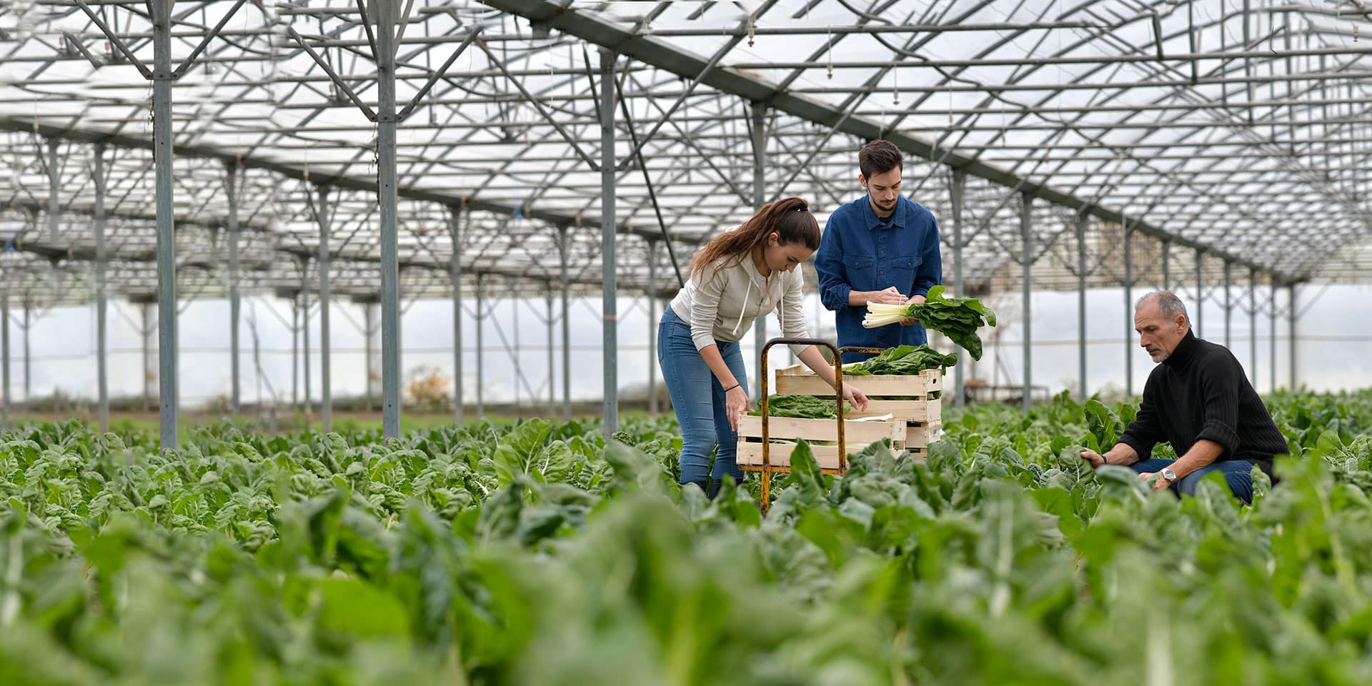 Associations syndicales autorisées d'irrigation